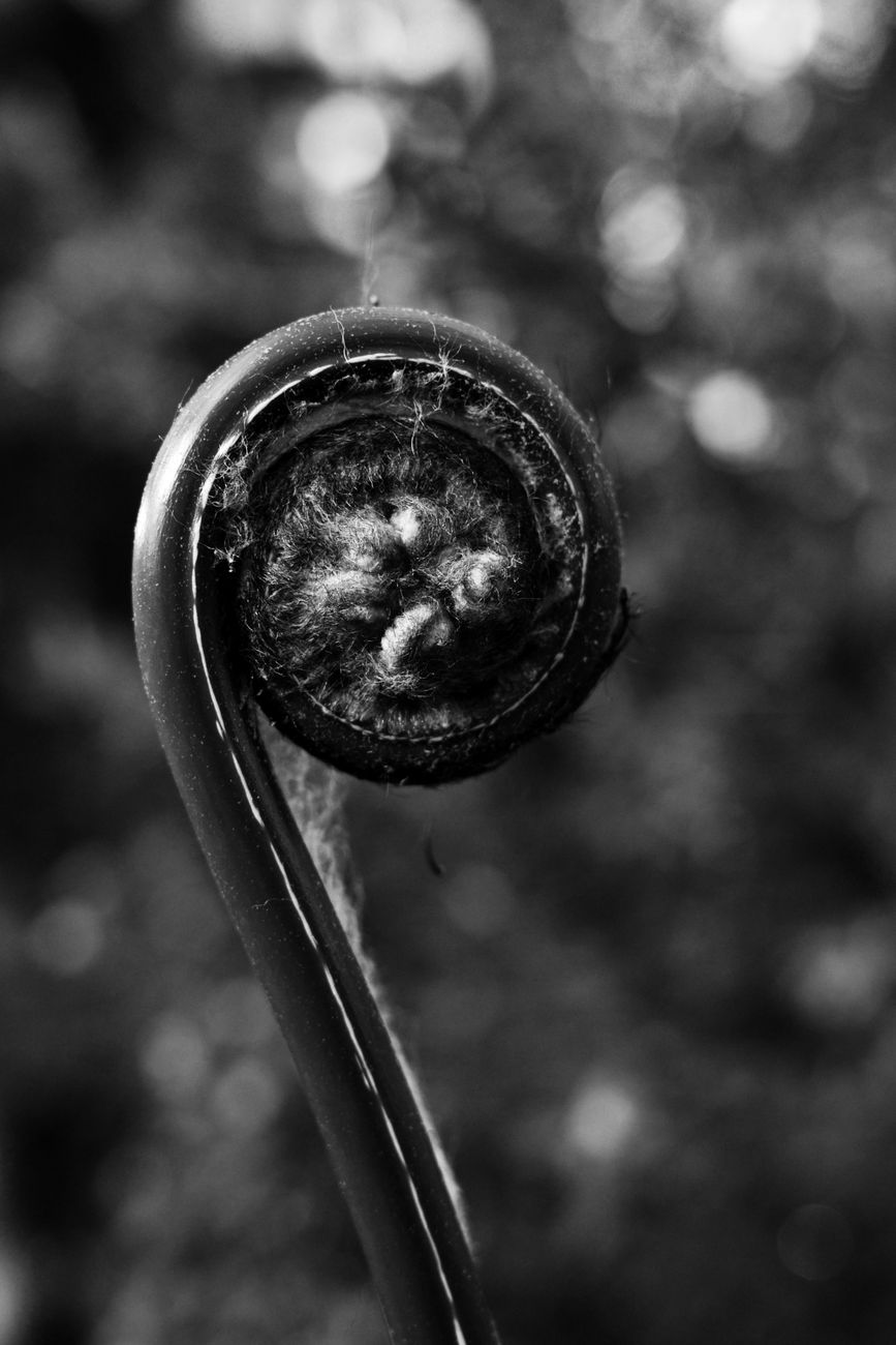 Ancient silver fern details